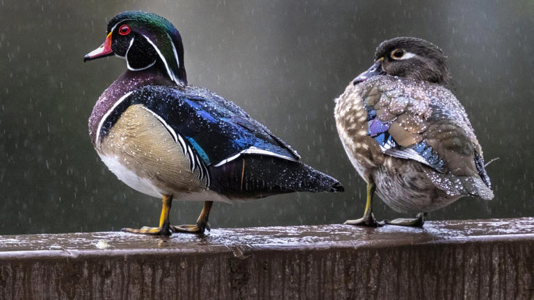Michigan's state duck: Lawmakers approve wood duck as official state duck