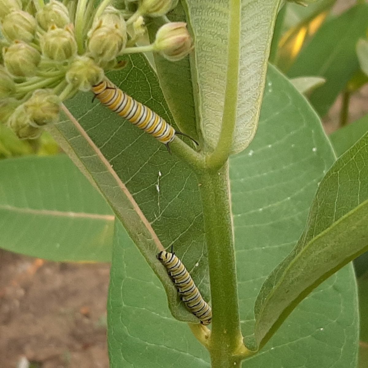 The pros and cons of growing common milkweed