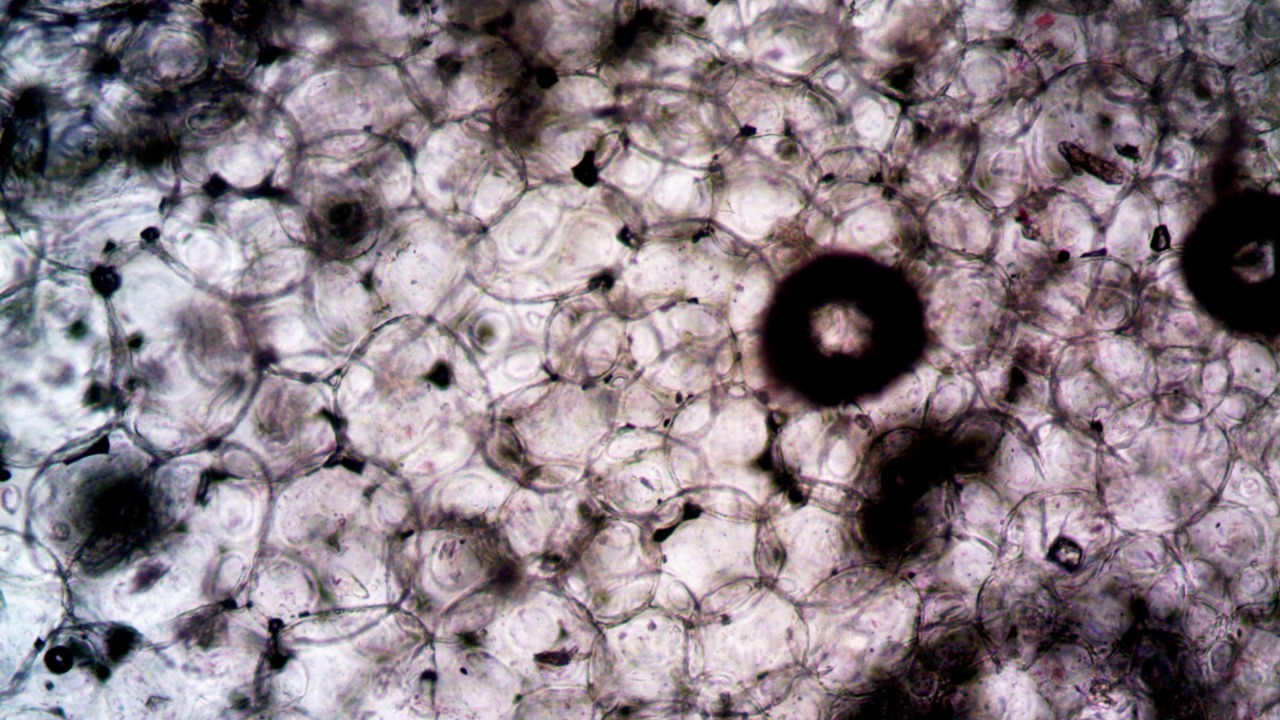 Study suggests single-celled organisms can learn without a brain