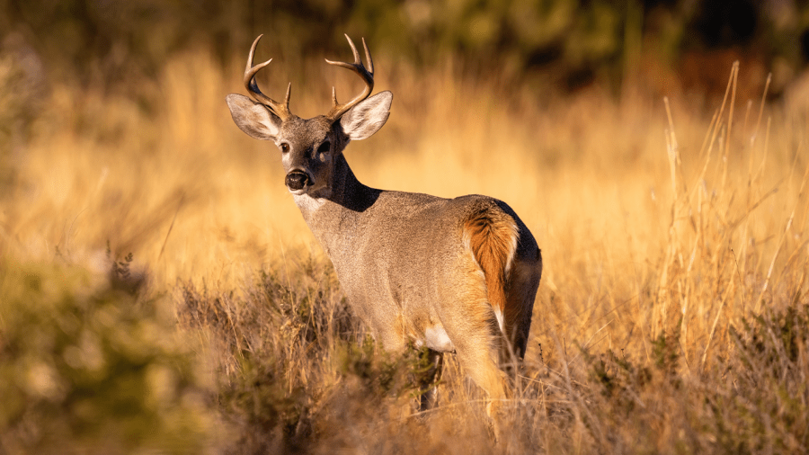 Why the deer 'rut' could be bad news for drivers in Kansas