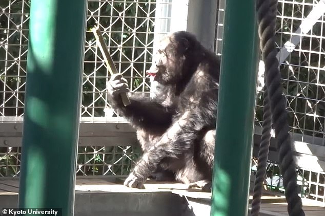 Chimp Bizkit! Chimpanzees can sing and play the drums simultaneously ...