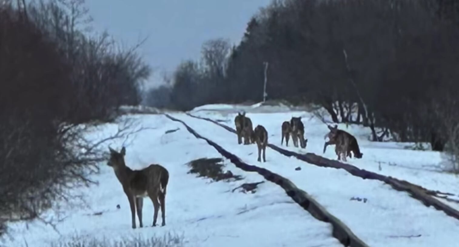 Large number of deer killed after corn spill along Minnesota rail line
