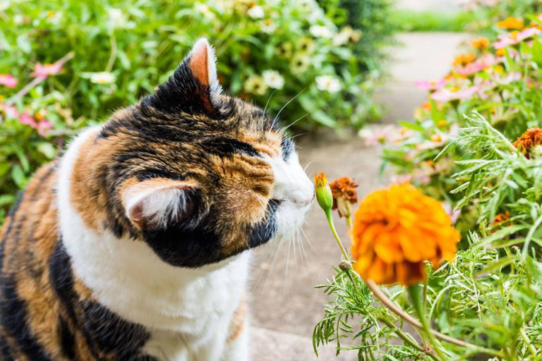 Cats will never enter your garden if you use 1 natural method they hate