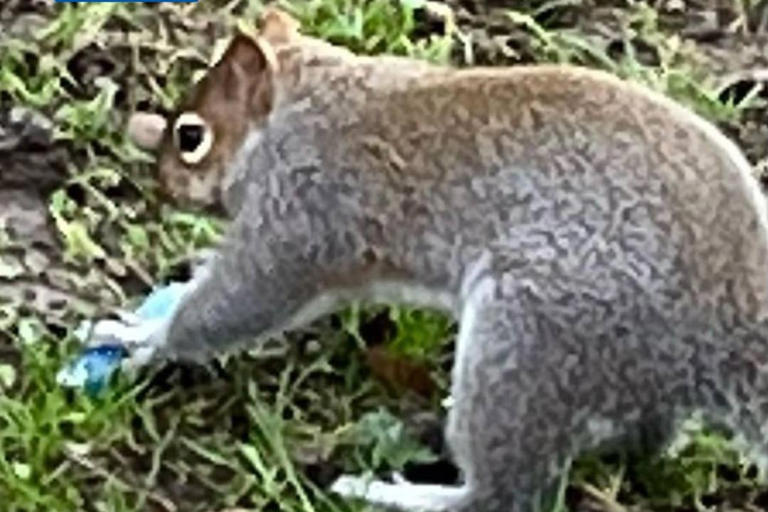 Look: 'Vaping' squirrels spark warnings from experts