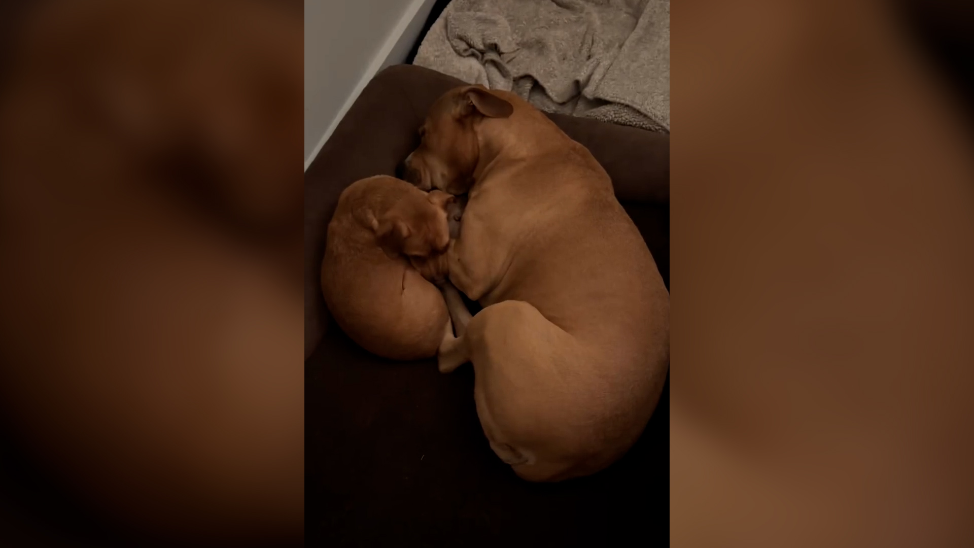 Woman finds stray dog 