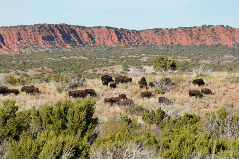 A famous Texas bison herd just got a massive new range