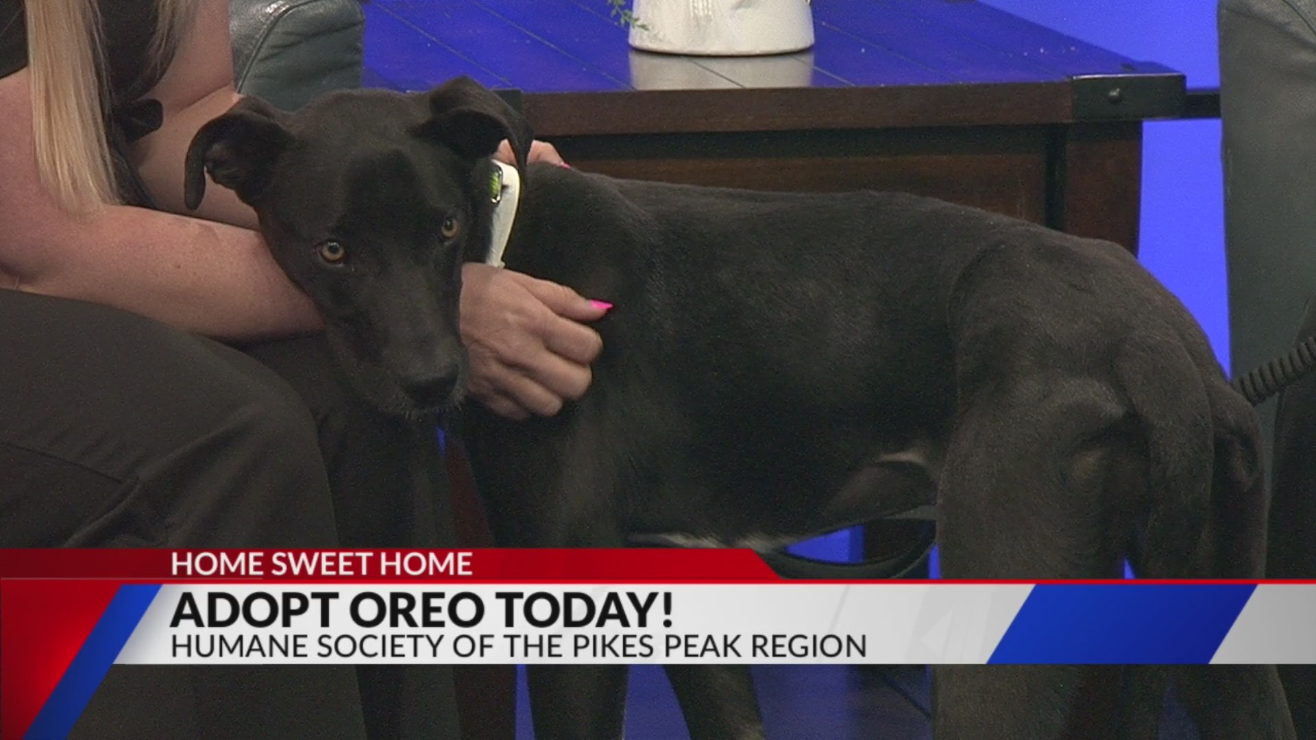 Home sweet home: Meet Oreo