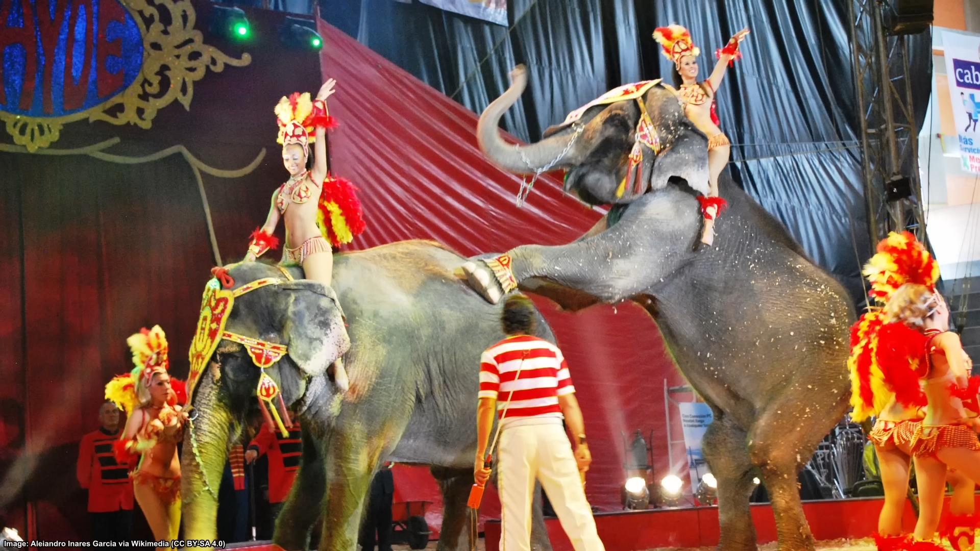 What happened when an elephant finally snapped after 20 years in chains