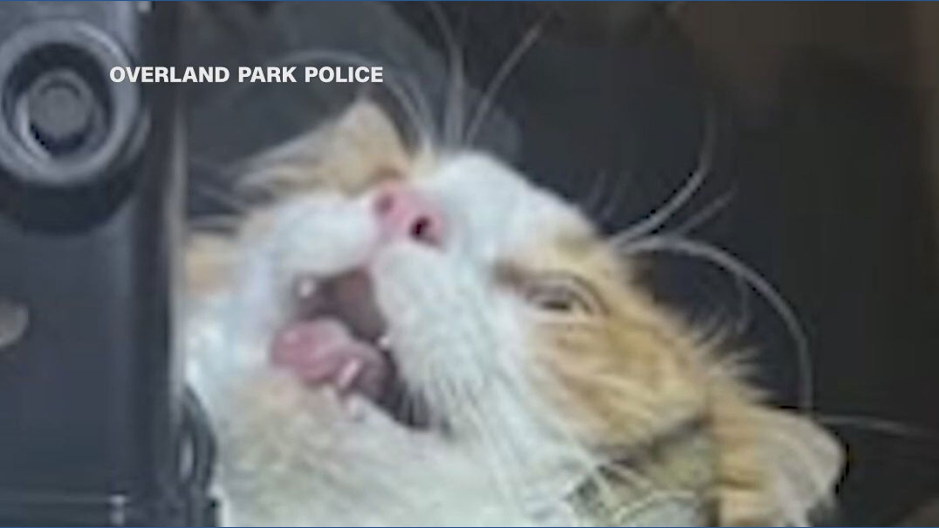 Vet fleeing cat gets caught in recliner