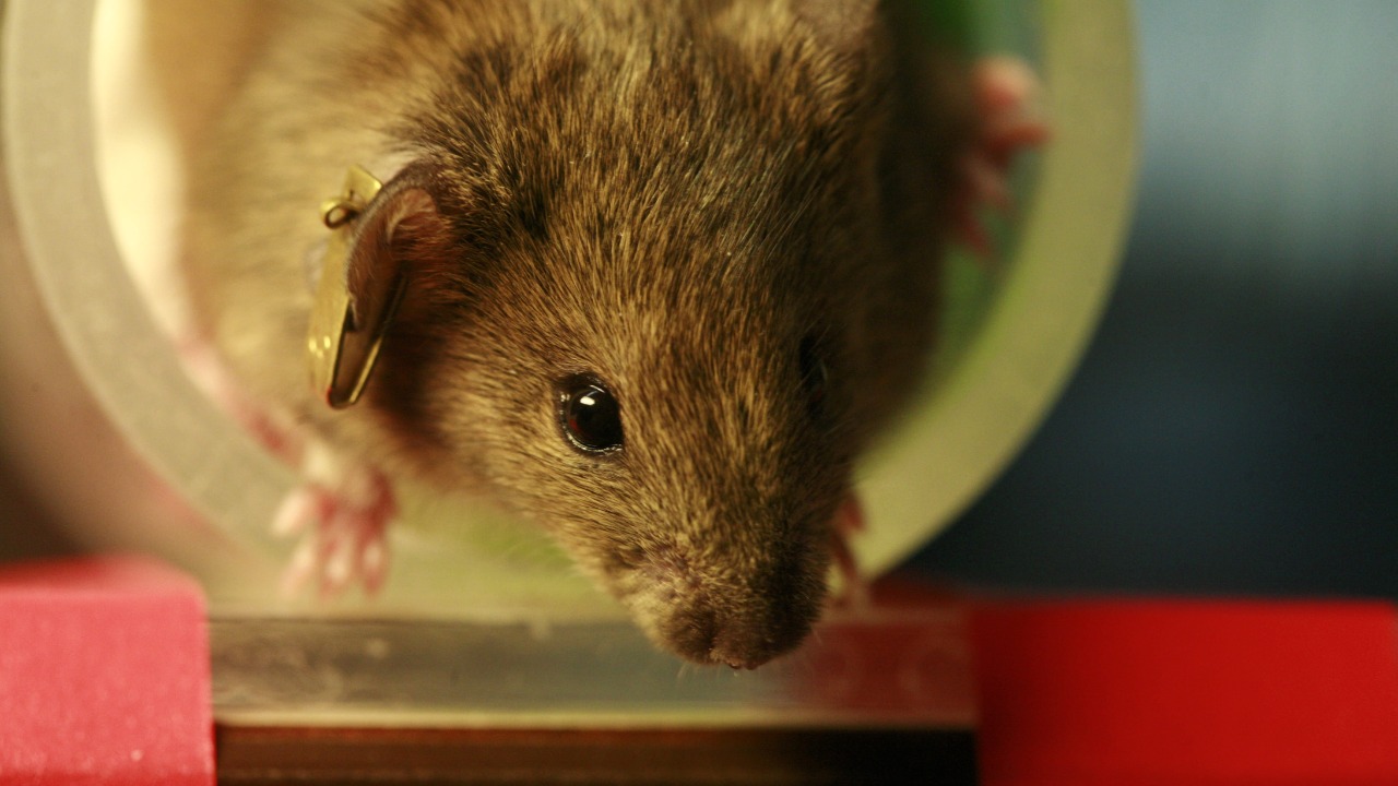 20-year mouse study finds repeated cloning triggers harmful mutations