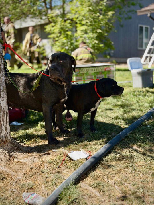 2 dogs rescued from 'well-involved' garage fire in Fair Oaks