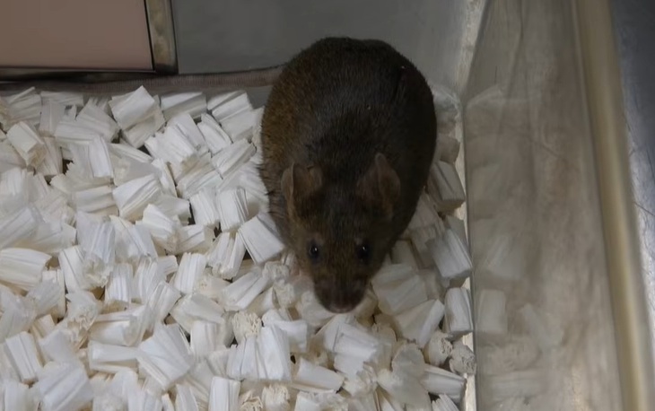 Nhân bản vô tính không thể kéo dài vô hạn, dừng lại ở thế hệ 58