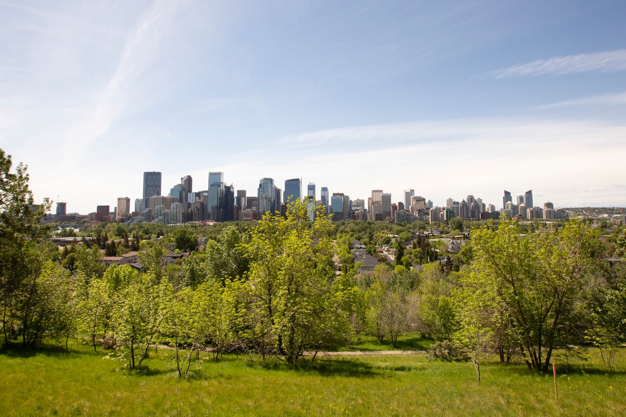 City giving away 10,000 trees to grow Calgary's canopy