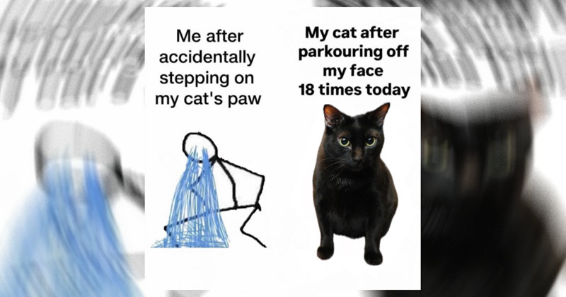 Funniest cat memes for feline fanatics