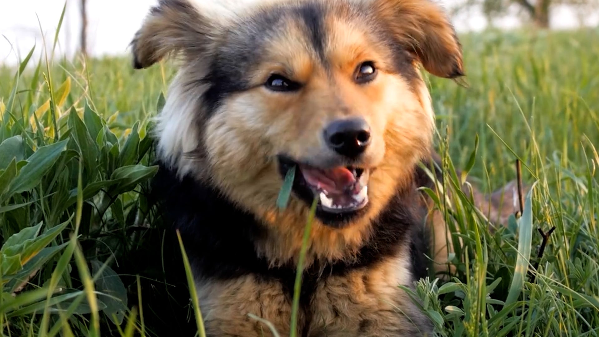 Image showcasing Are your pets eating grass? It’s not because they like salad