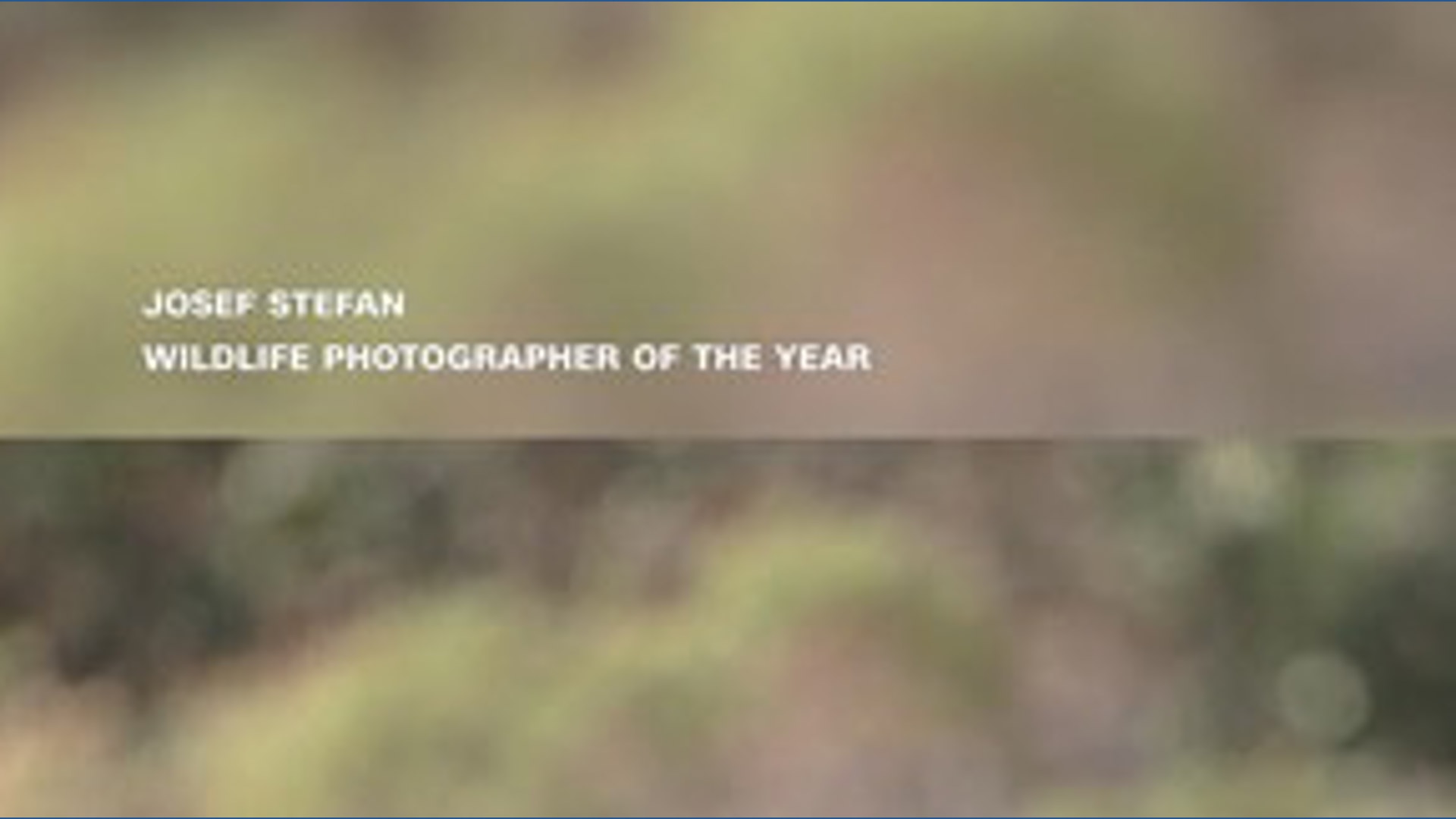 Photo of Wildcat wins Wildlife Photographer Choice Award