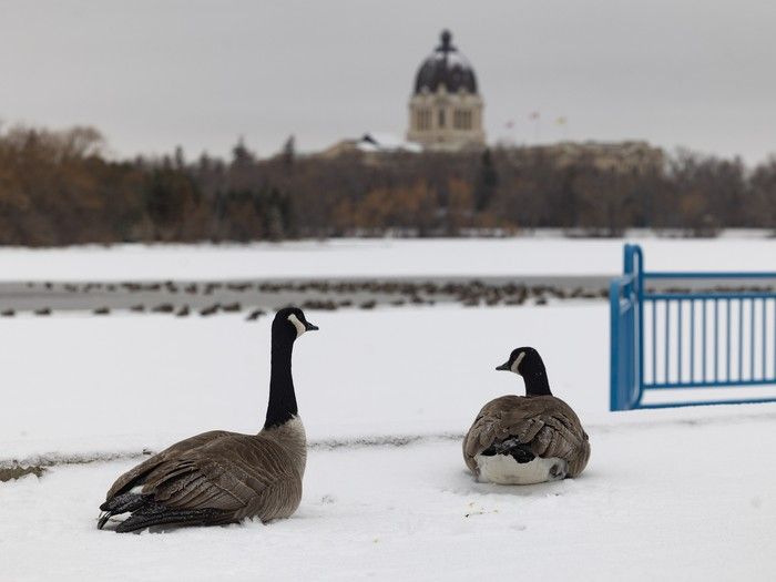 Freezing rain in Regina forecast after snow falls on city