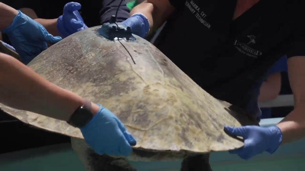 A 3-limbed Kemp's ridley sea turtle is now being tracked at sea by ...