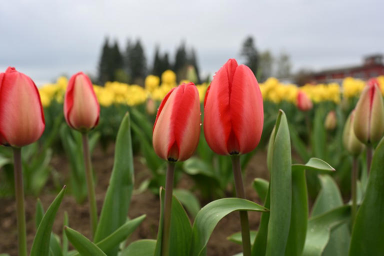 Powerful spring storm to bring soaking rain, wind to Portland area Tuesday
