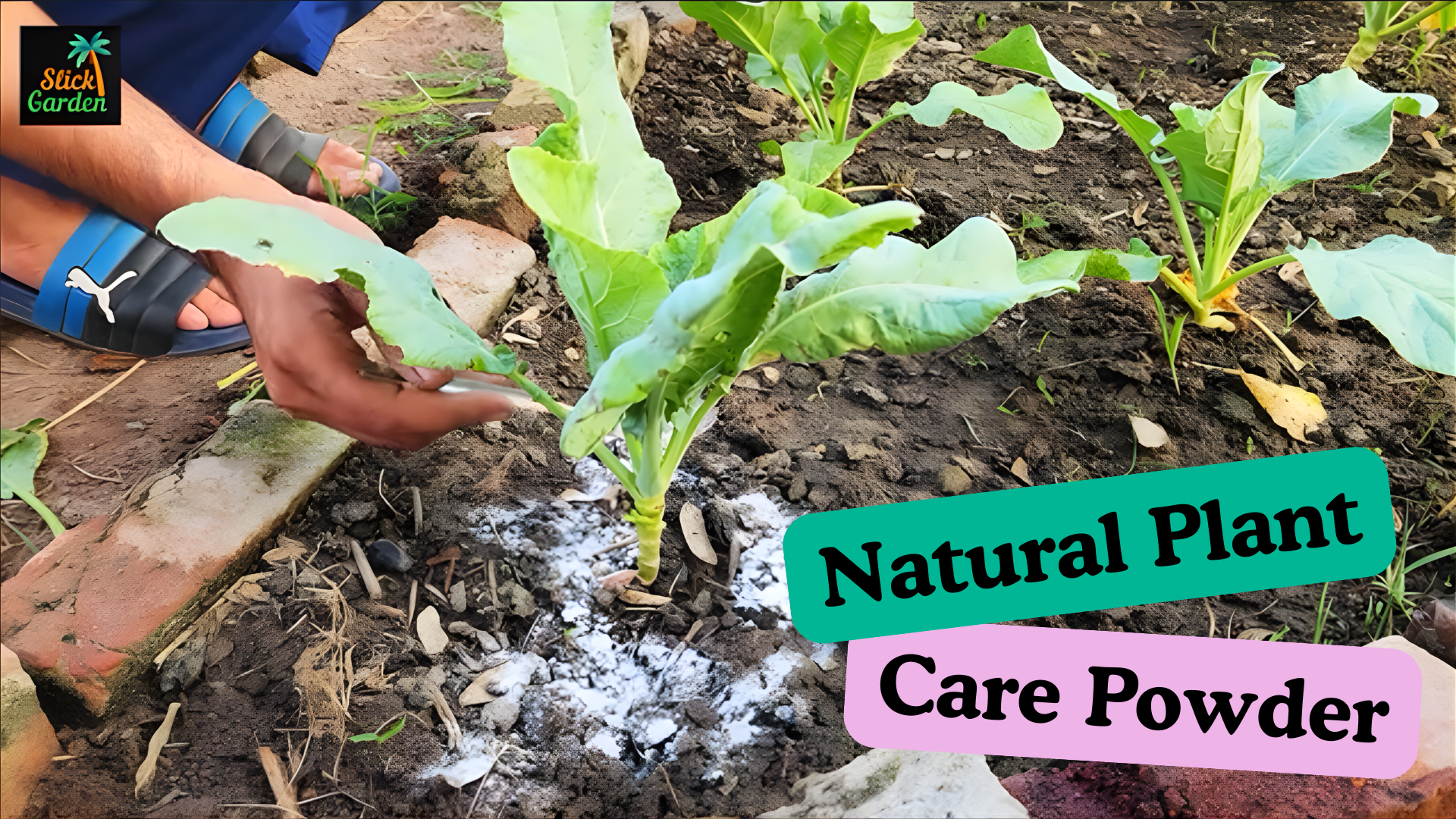 The golden powder gardeners use to boost plant health