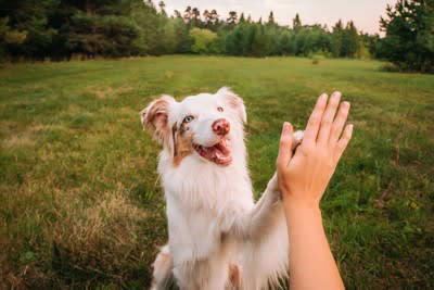 犬の『利き手』を調べる方法3つ 利き手を知っておくことでどんなメリットがあるの？