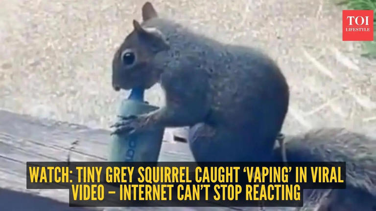 Watch: Tiny grey squirrel caught 'vaping' in viral video – internet can ...