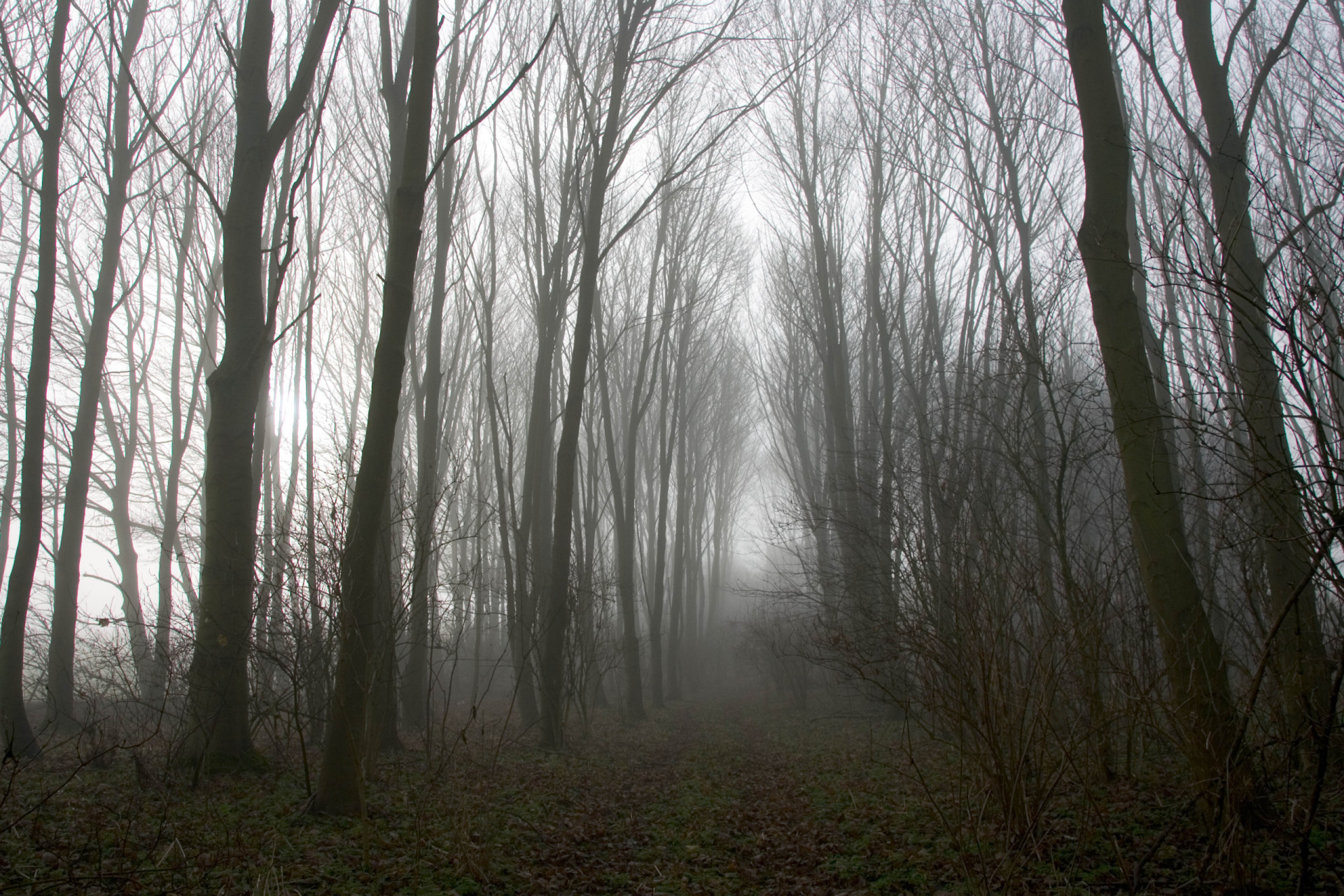 Explorando el bosque más embrujado del mundo