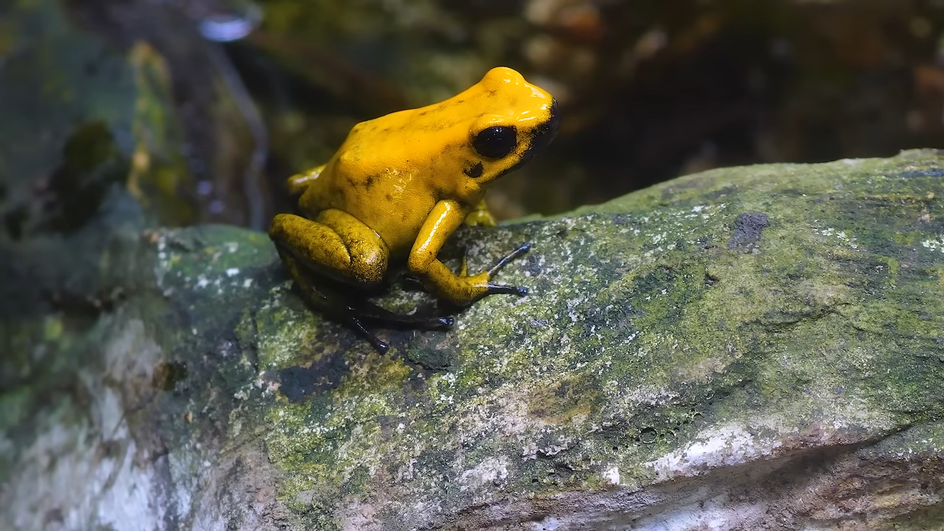 This animal is smaller than your thumb – and it can kill you