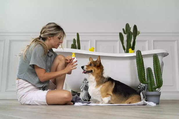 How to groom your pet at home like a pro