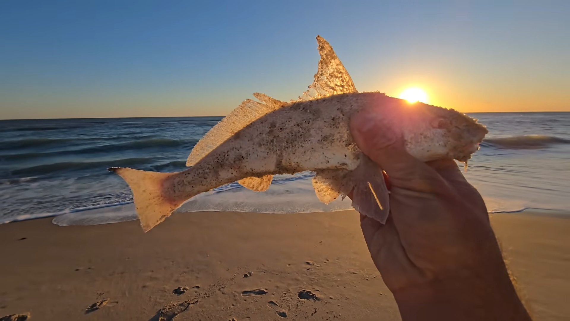 He Put This Fish As A Bait - And Caught Even Bigger One