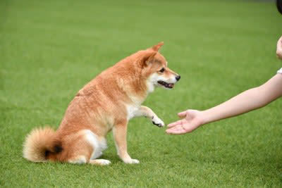 犬の『利き手』を調べる方法3つ 利き手を知っておくことでどんなメリットがあるの？