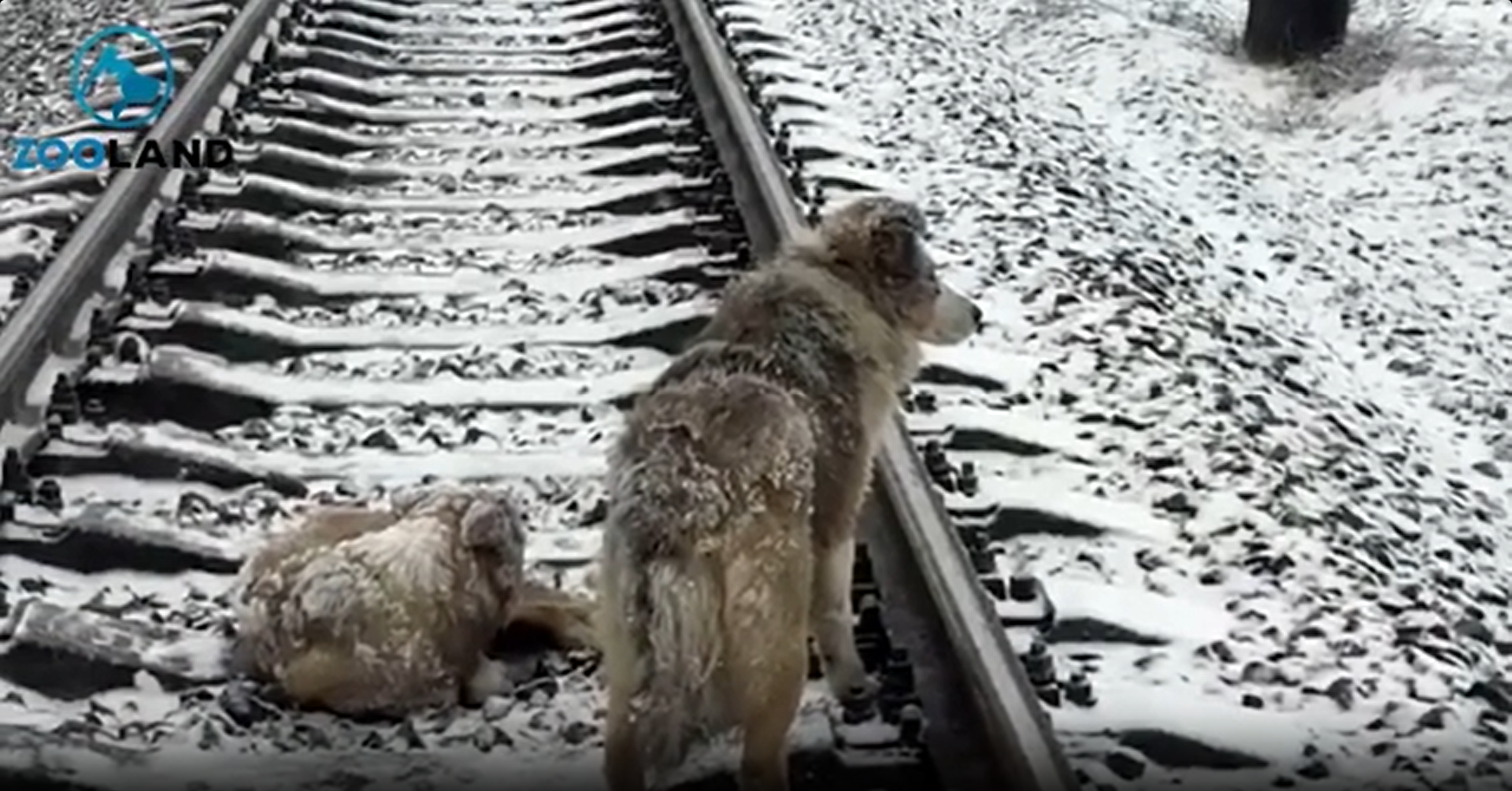 Rescuers found this wounded dog trapped on the tracks – just as a train was approaching<br>
