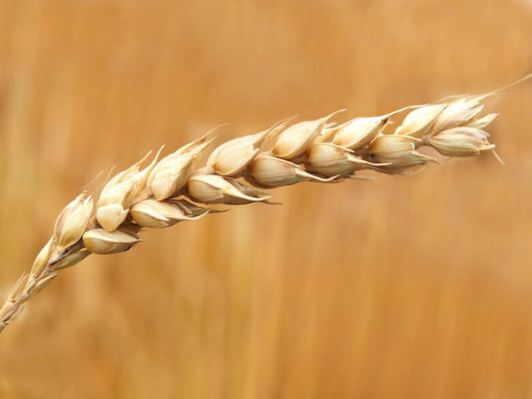 La Russie développe un blé produisant jusqu’à deux fois plus de grains