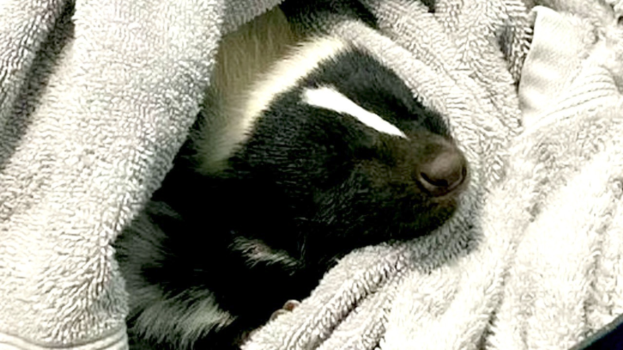 Meet the skunk that performs tricks like a dog