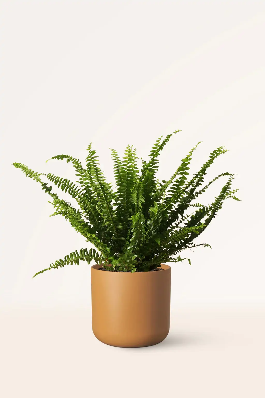 15 plantas que absorben la humedad de casa (y que también decoran)