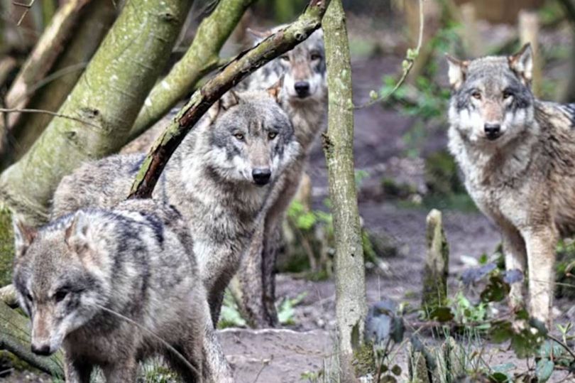 Pack of wolves put to sleep by wildlife trust that had 'no choice'