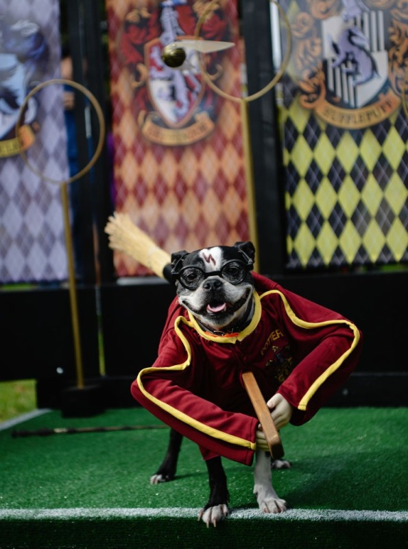 150+ Harry Potter dog names inspired by the Wizarding World