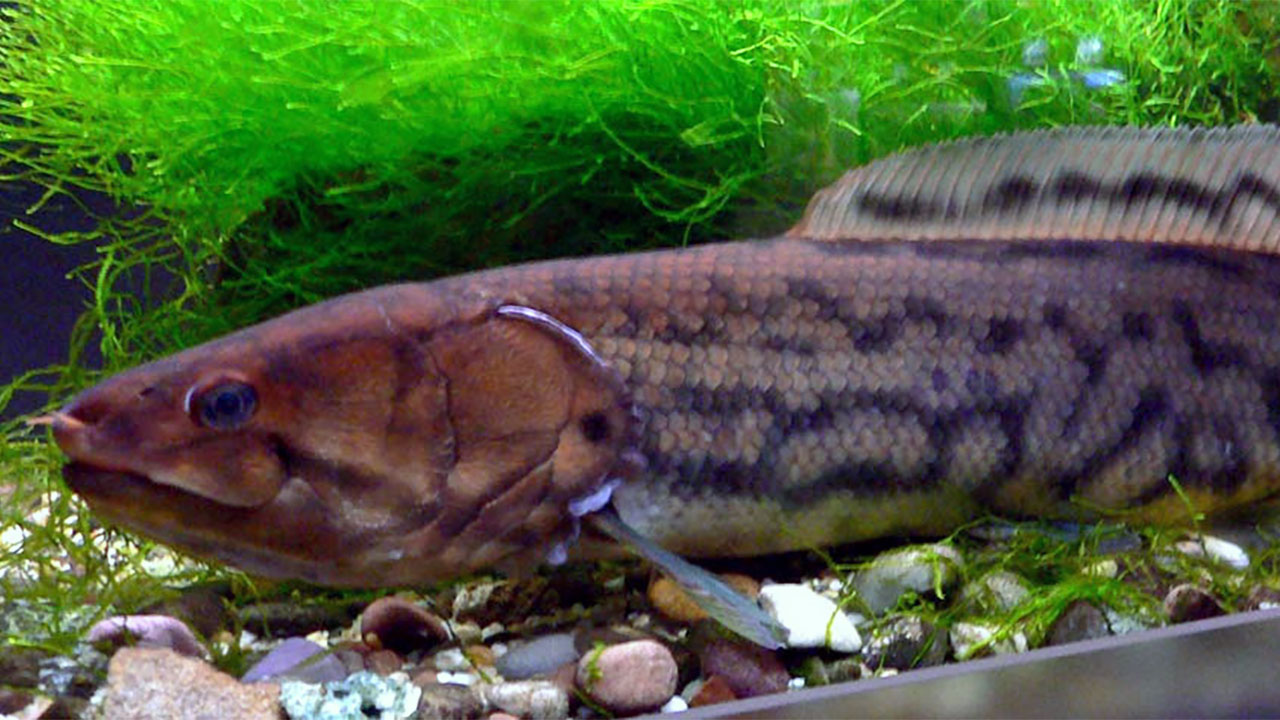 15 surprising facts about bowfin