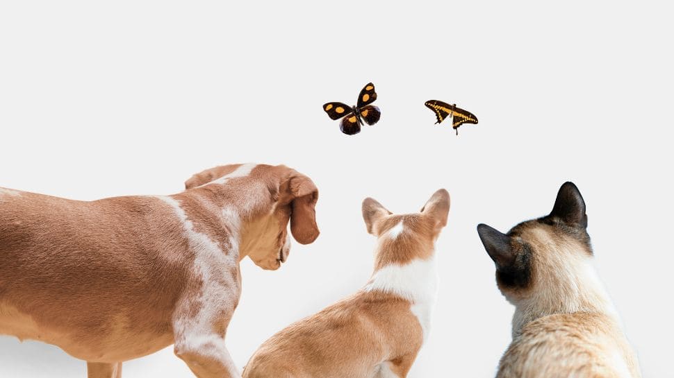 Your pet may know before you do: Check animals that can detect danger early