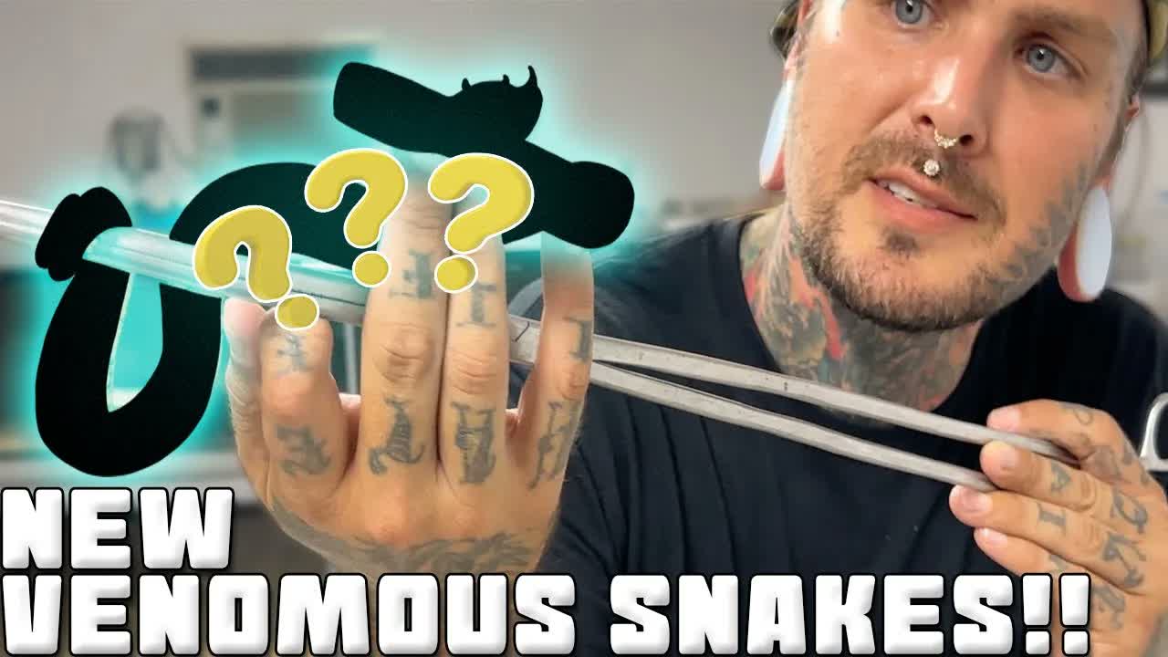 First Close Look at Rare Venomous Snakes Just Added