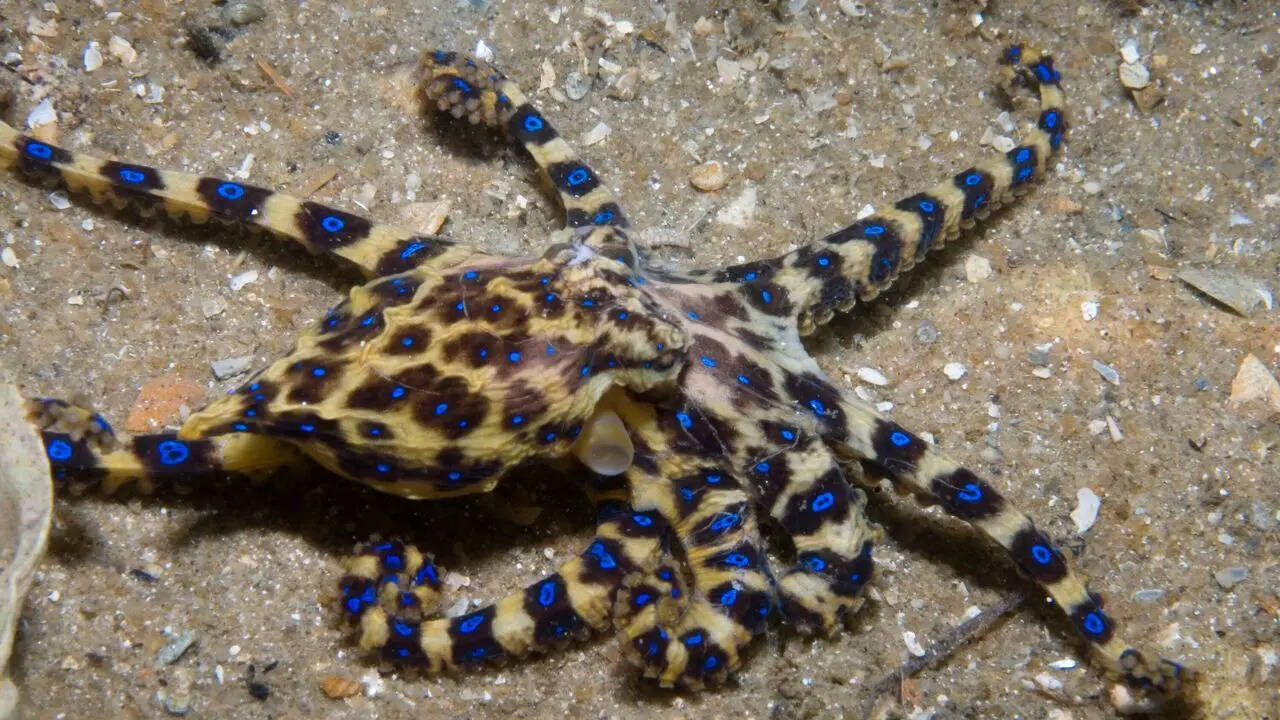 The tiny octopus that flashes blue and its bite can paralyse you within ...