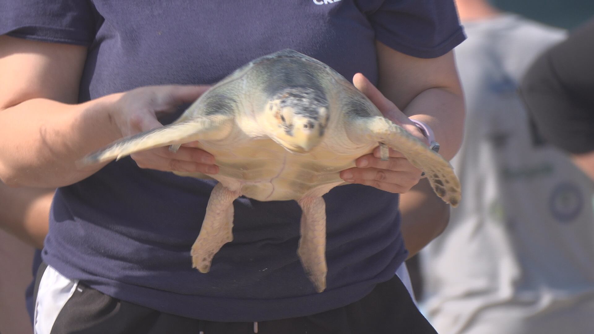 Mississippi Aquarium releases 28 endangered sea turtles into Gulf