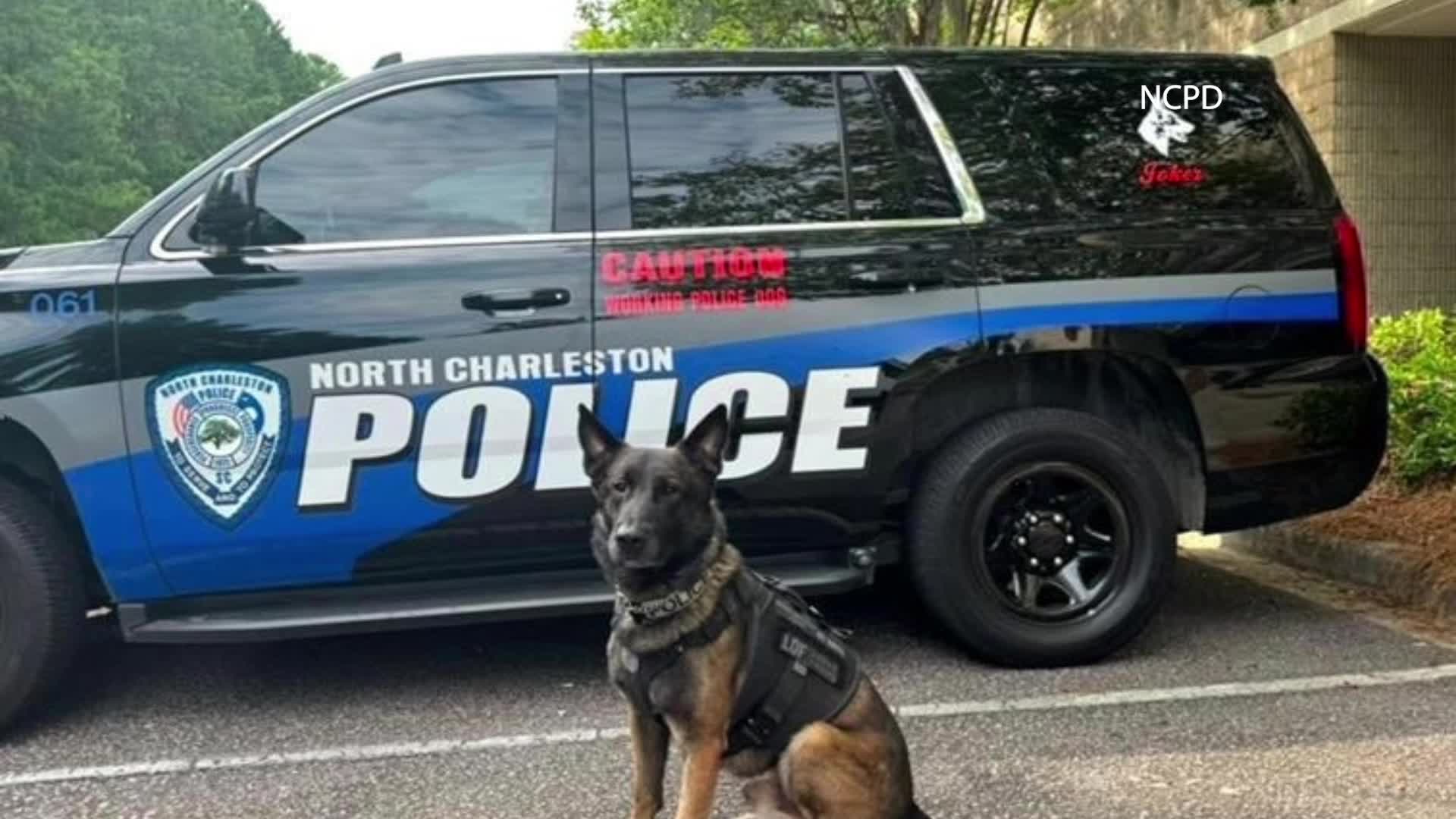 North Charleston police ask for prayers as K-9 receives cancer diagnosis