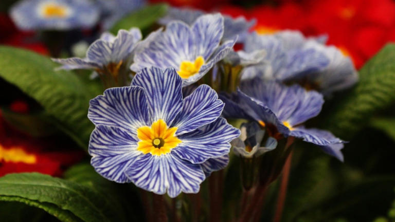 7 best blue flowers that grow in the shade