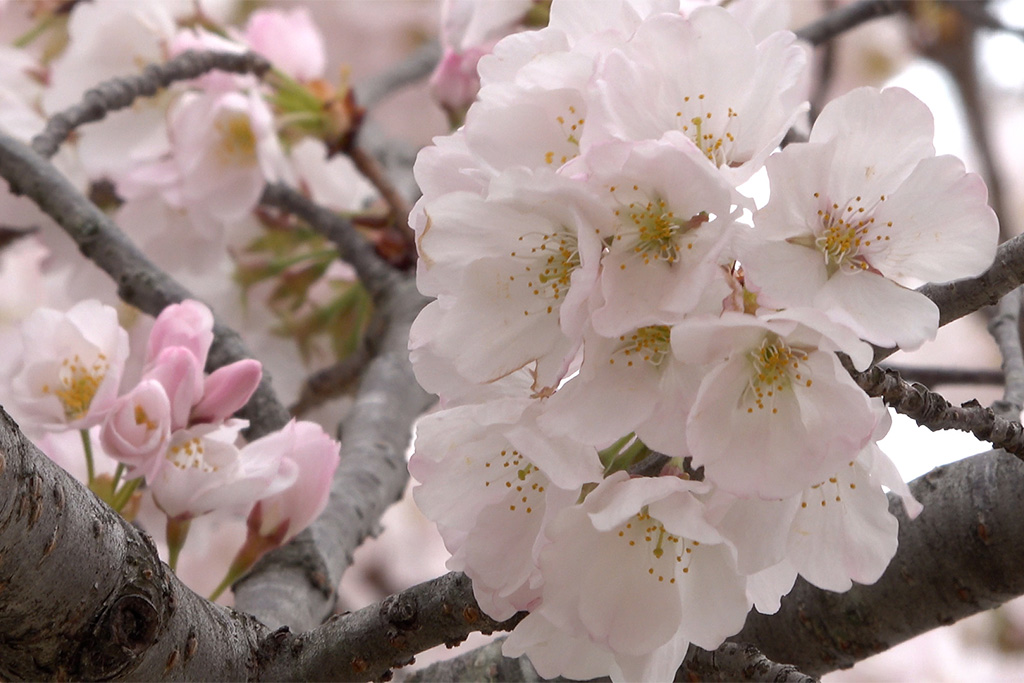 DC cherry blossoms reach early peak bloom, delighting visitors at Tidal ...