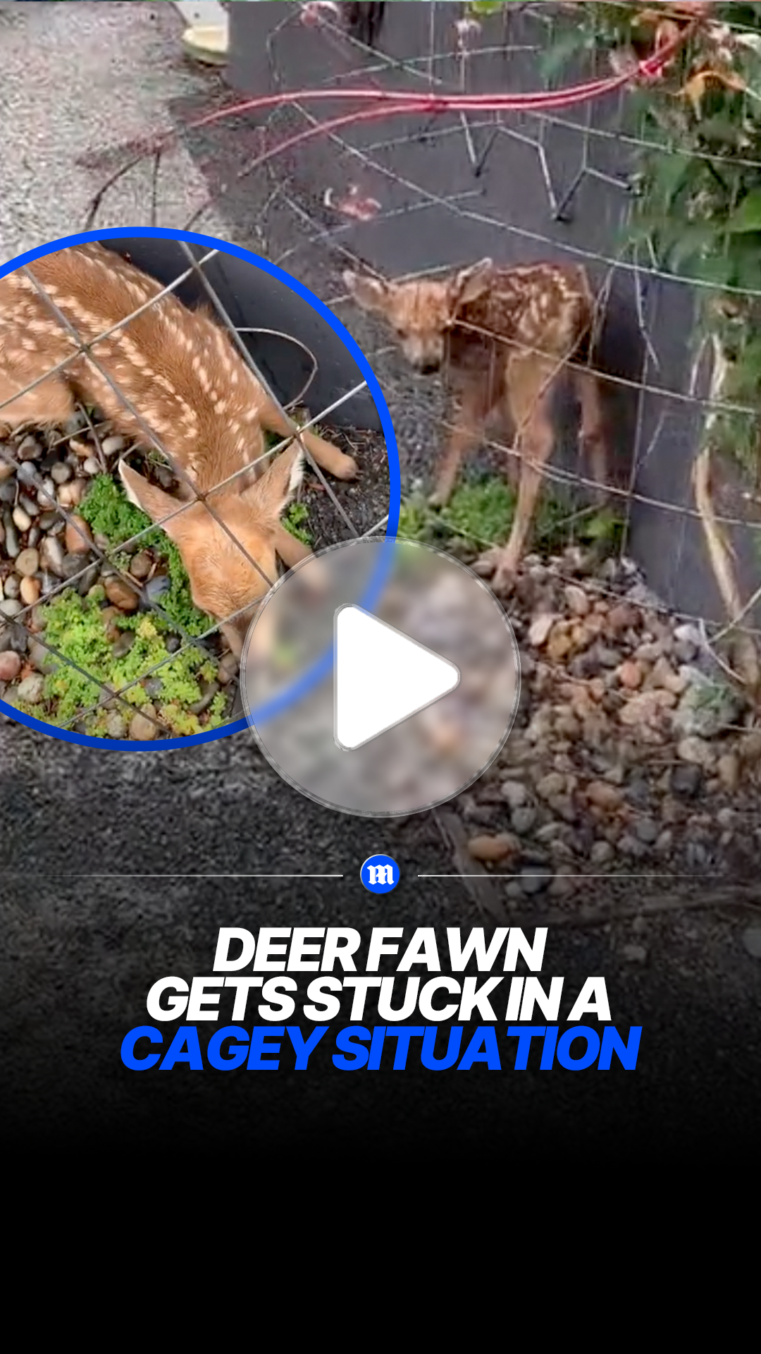 Rescuers free young deer stuck in tight enclosure