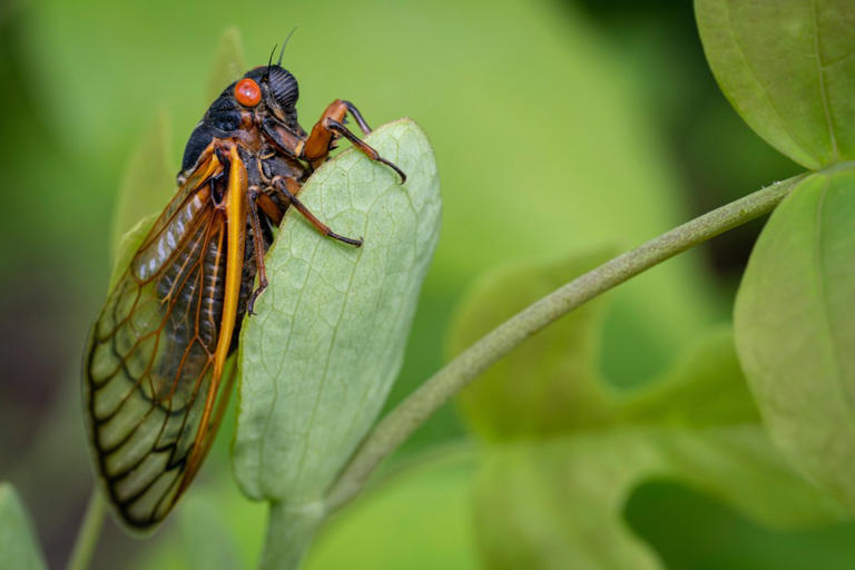 Everything you need to know about the new highly mutated 'Cicada' COVID ...