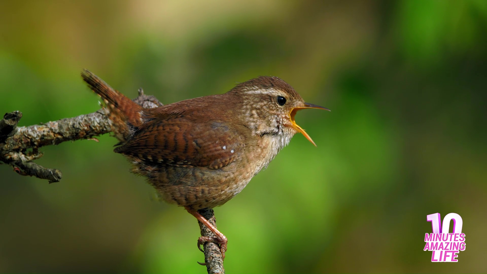 This tiny bird sounds bigger than it looks