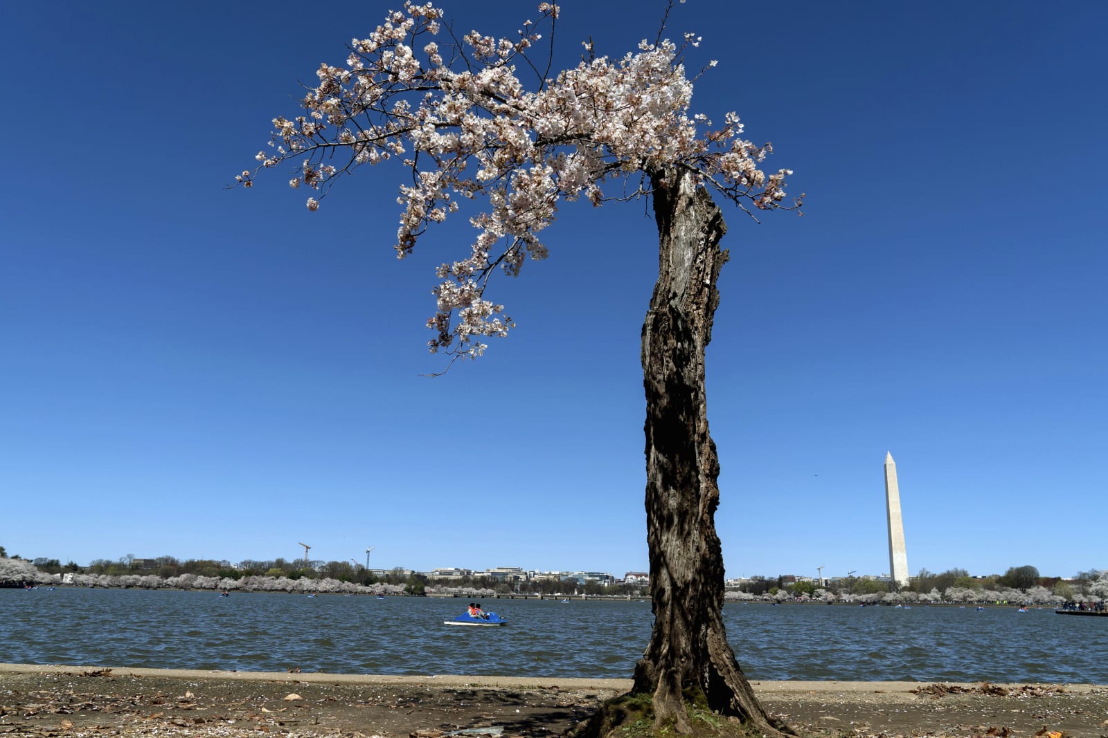 Stumpy's cherry tree clones bloom again in DC spring