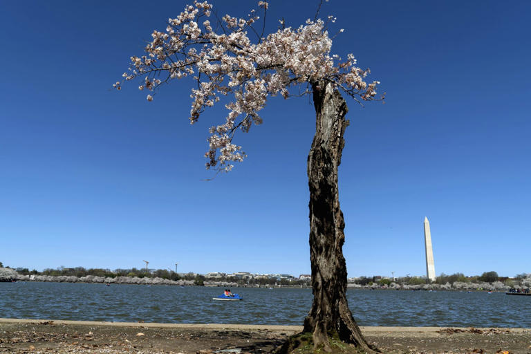 Stumpy's cherry tree clones bloom again in DC spring